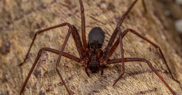 Brown Recluse Spider