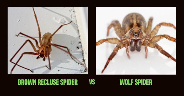Brown recluse spider vs wolf spider