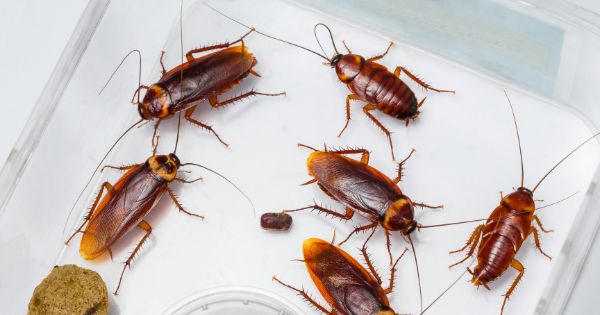 Cockroach infestation