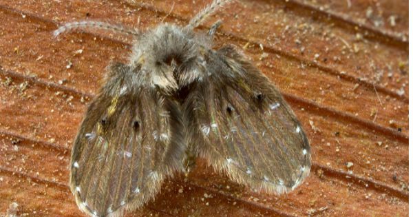 Drain flies