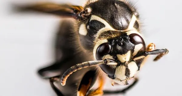 Health risk for bald faced hornet sting
