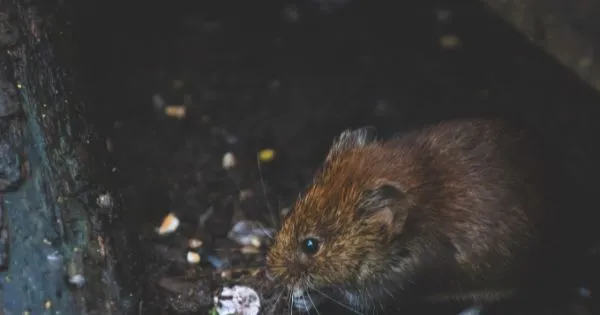 Problems Caused by Mice