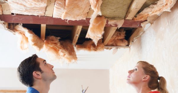 Regularly checking property to check for bald face hornet infestation