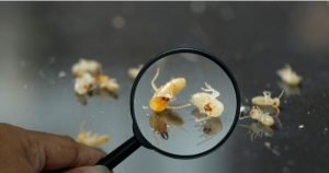 Termite Inspection