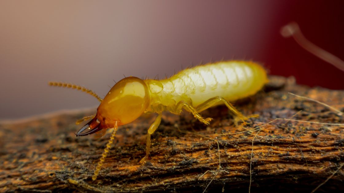 What Do White Ants Look Like