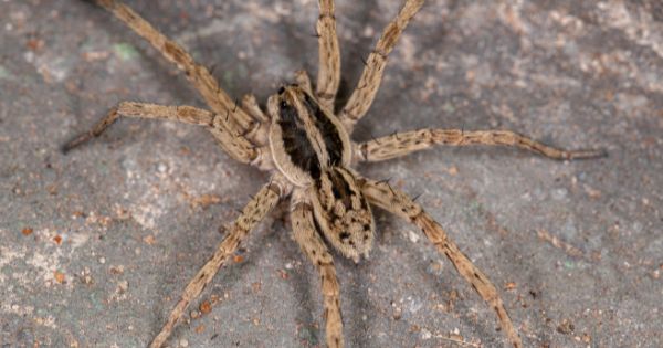 Wolf Spider