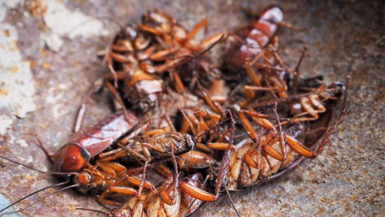 American Cockroach and German Cockroach