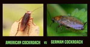American Cockroach vs German Cockroach