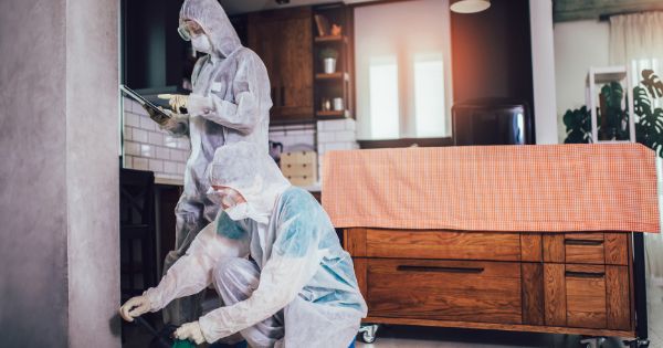 Expert pest control services