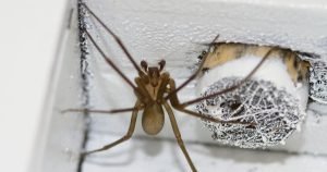 Get rid of spiders at house with the use of vinegar