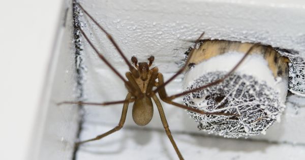 Get rid of spiders at house with the use of vinegar