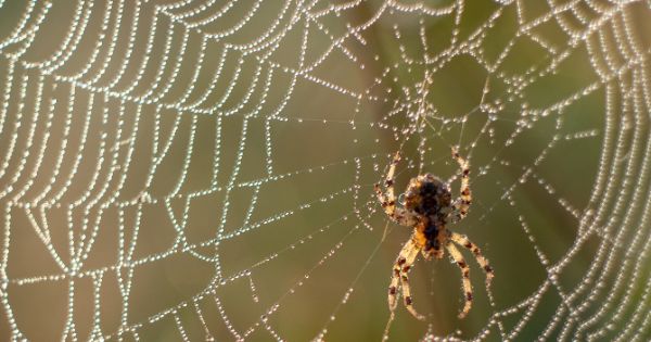 How to Use Vinegar to Get Rid of Spiders