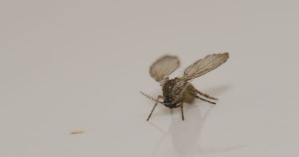 Kill drain fly with bleach