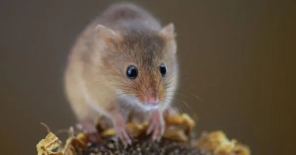 Top 20 Smells That Keep Mice Away: Best Scents Mice Hate
