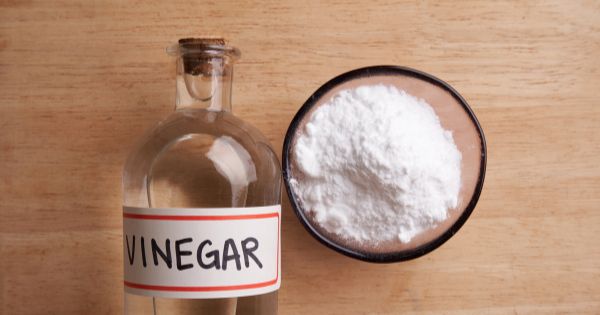 Vinegar Killing Spiders