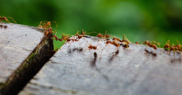 Ants on a humid climate