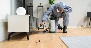 Cockroach Pest Control Expert