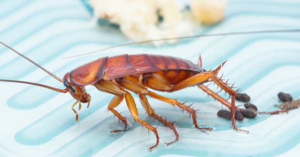 Get rid of cockroach infestation