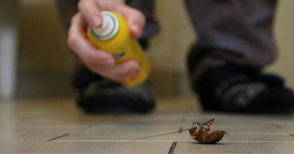 Getting Rid of Cockroaches
