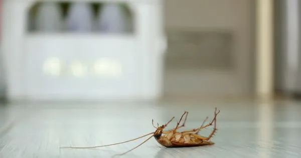 How Do Cockroaches Get In Your House
