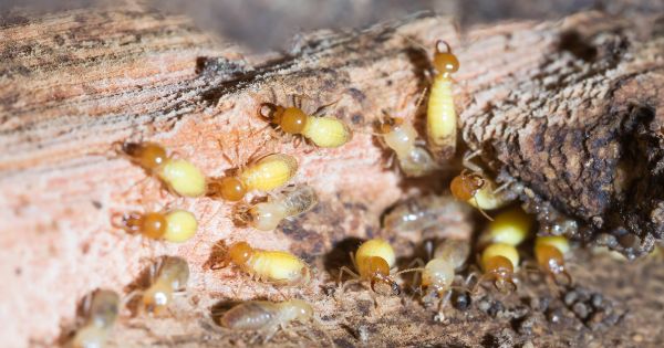 How to get rid of termite infestation