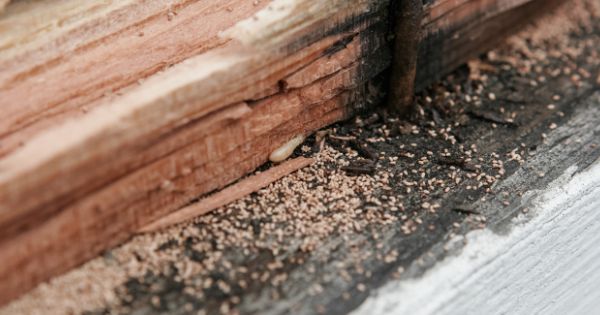 Preventing Termite Damage