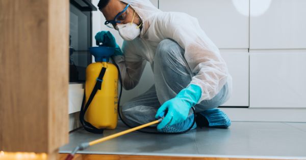 Professional Pest Control Service for Silverfish