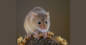 Rodent
