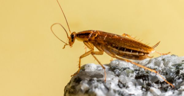 Signs of a German Roach Infestation