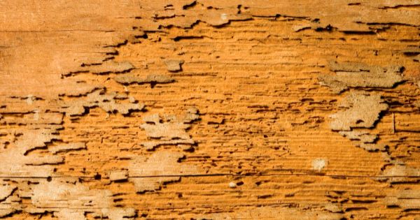Termite Damage on Wood