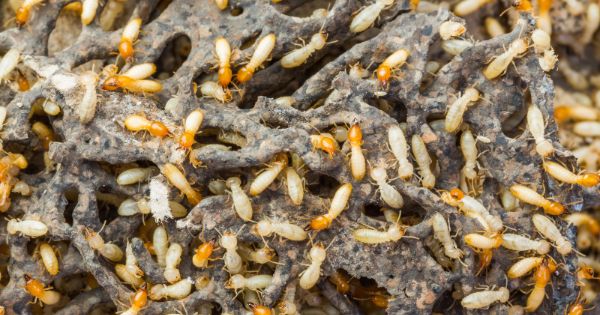 Termite Bite