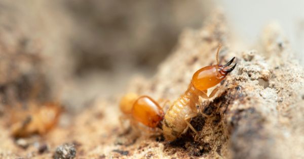 Termites Live in Moist Environments