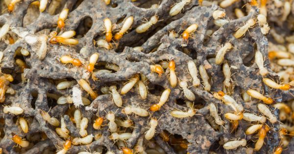Termites in Your House