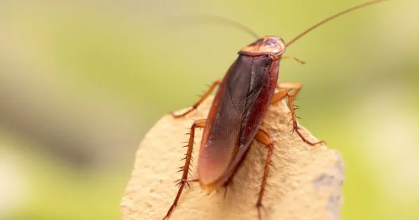 Understanding the Basics of Cockroaches