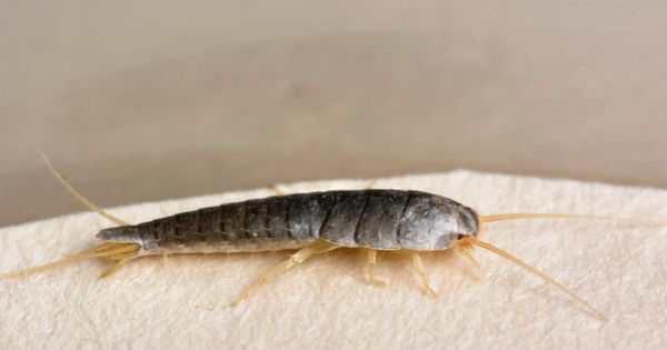 What Are Silverfish