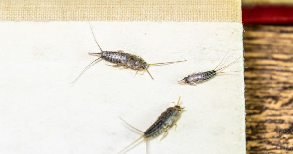 What Does a Silverfish Look Like