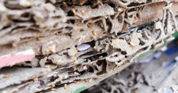 What Does a Termite Damage Looks Like