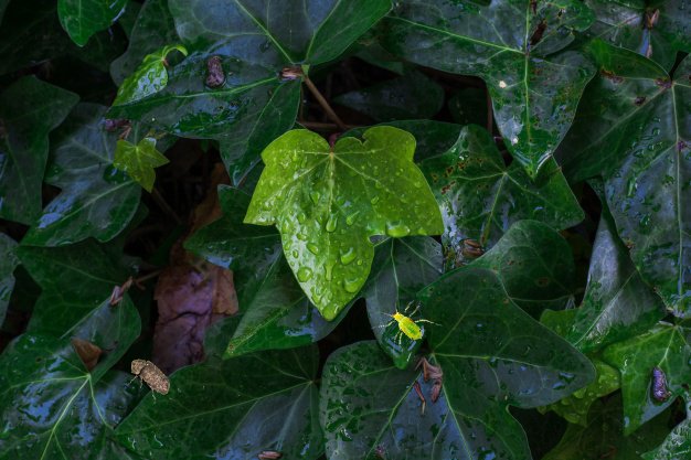 Why Pest Love Humid Climate