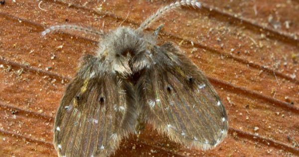 Will Bleach Kill Drain Flies