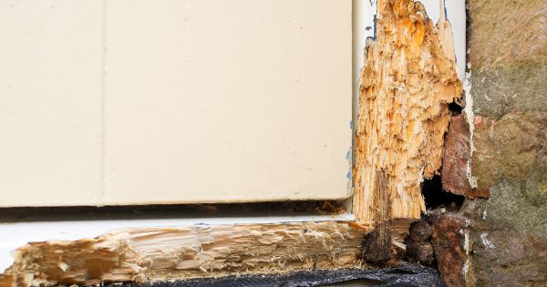 Wood Rot