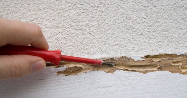 Wood is the primary food of termite