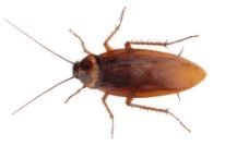 American cockroach (Periplaneta americana) — large reddish-brown roach commonly found in Missouri basements.