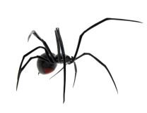 Black widow spider (Latrodectus) — distinctive red hourglass on underside, typically found in outdoor Missouri structures.