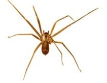 Brown recluse spider (Loxosceles reclusa) — a medically significant Missouri spider identified by its violin-shaped marking.