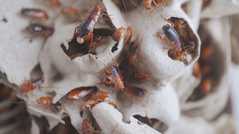 Cockroach pest control to get rid of roach infestation