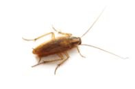 German cockroach (Blattella germanica) — the most common indoor cockroach in Missouri kitchens.