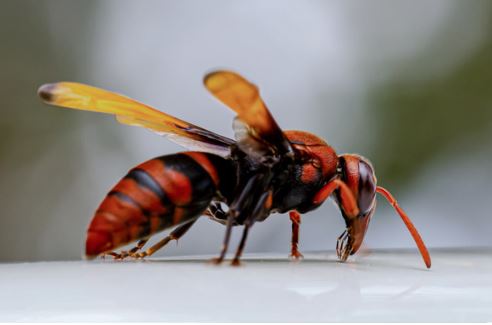 Bald-faced hornet — builds large gray football-shaped paper nests visible in trees and on eaves.