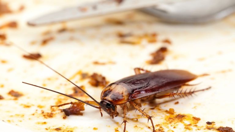 Kill Cockroaches Instantly