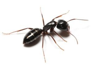 Odorous House Ant