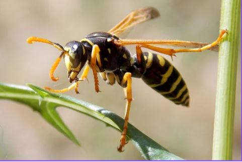 Paper wasp (Polistes) — the species behind most umbrella-shaped nests under Missouri home eaves.
